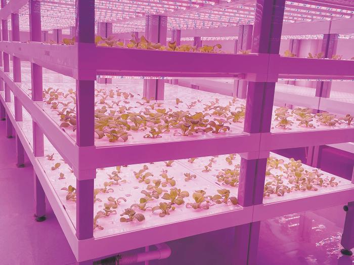 在物美植物工廠里，通過LED燈的照射，蔬菜散發勃勃生機。受訪者供圖